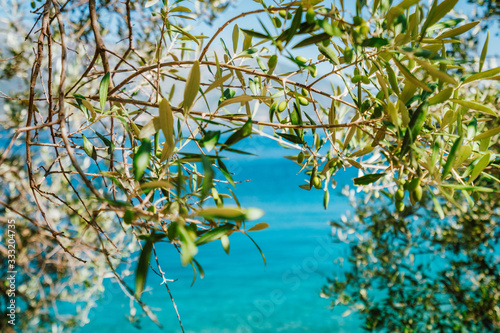 Olive tree branches with blue sea in the background