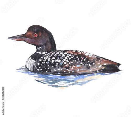 Watercolor loon  bird animal on a white background illustration
