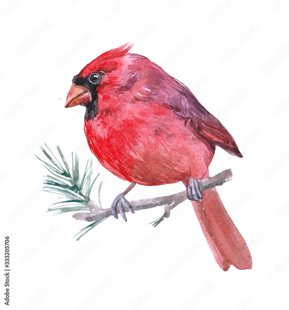Obraz Watercolor cardinal bird animal on a white background illustration