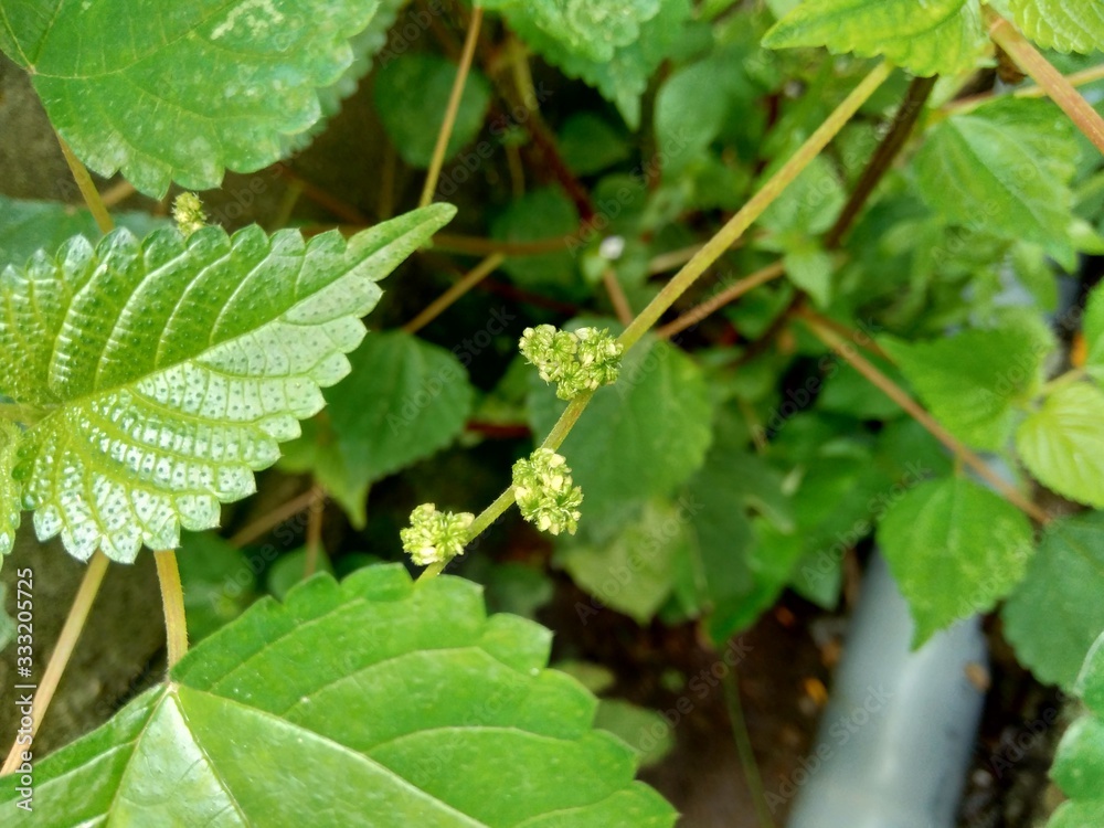 laportea in the nature background. This plant can cause itching if we touch it. laportea in the nature background. This plant can cause itching if we touch it.