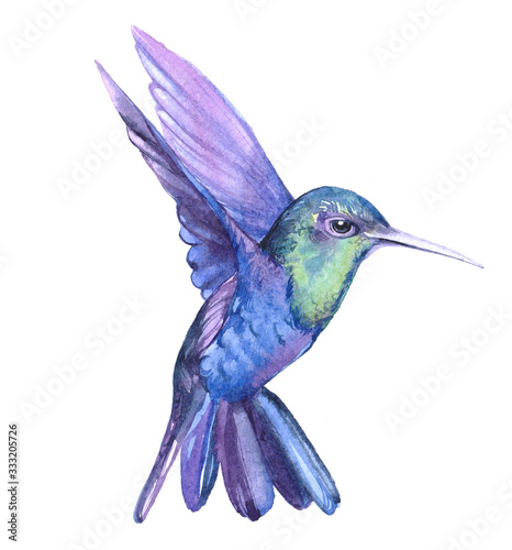 Watercolor hummingbird  bird animal on a white background illustration