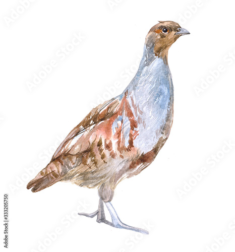 Tela Watercolor partridge  bird animal on a white background illustration