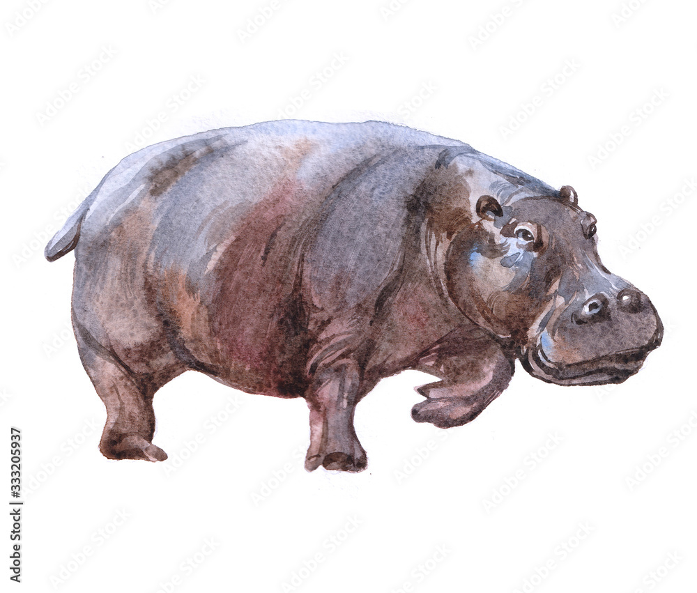 Watercolor hippopotamus animal on a white background illustration
Watercolor hippopotamus animal on a white background illustration