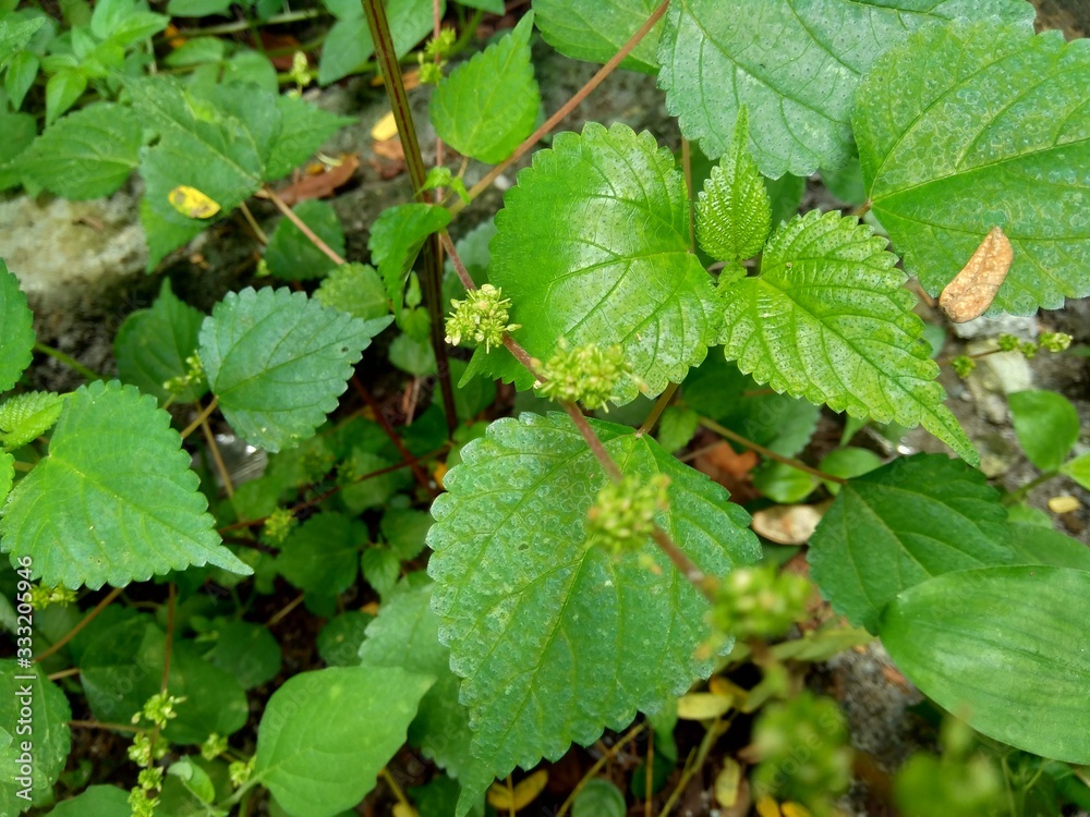 laportea in the nature background. This plant can cause itching if we touch it. laportea in the nature background. This plant can cause itching if we touch it.