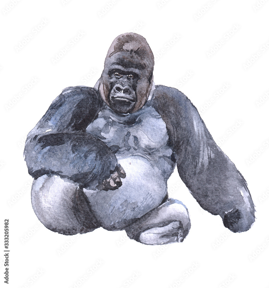 Watercolor  gorilla animal on a white background illustration