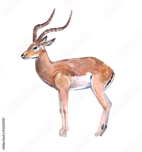 Watercolor antelope  animal on a white background illustration
 photo