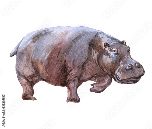 Watercolor hippopotamus  animal on a white background illustration
