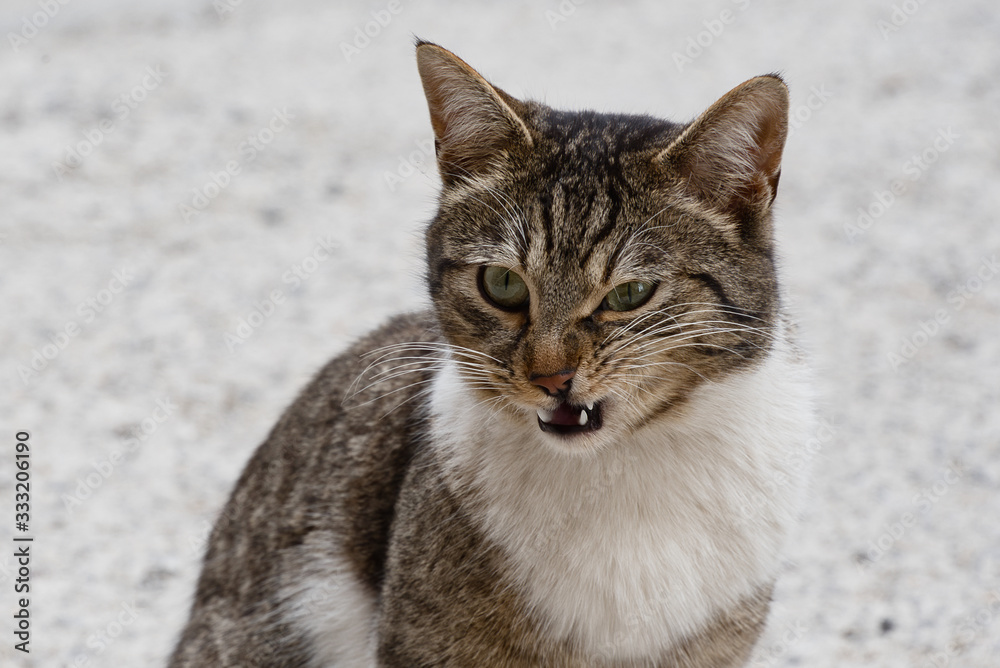Angry looking stray cat, close-up photo of a grey and white male cat face