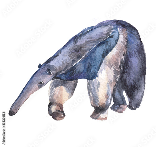 Watercolor ant-eater   animal on a white background illustration
