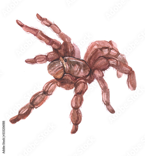 Watercolor tarantula spider animal on a white background illustration