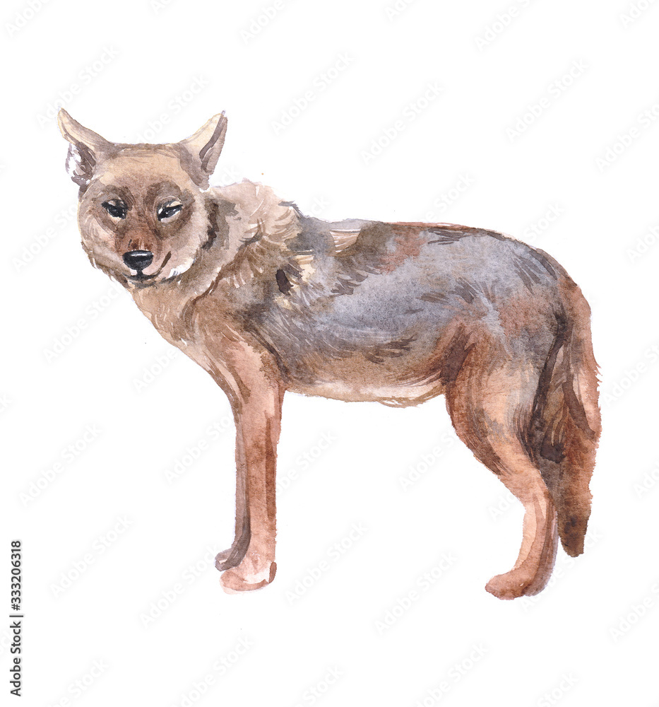 Fototapeta premium Watercolor jackal animal on a white background illustration 