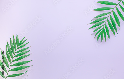 tropical palm tree on a white background for text. ready-made layout for a bright inscription