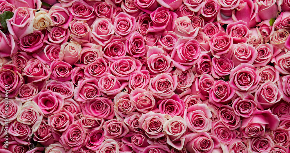 roses background roses background