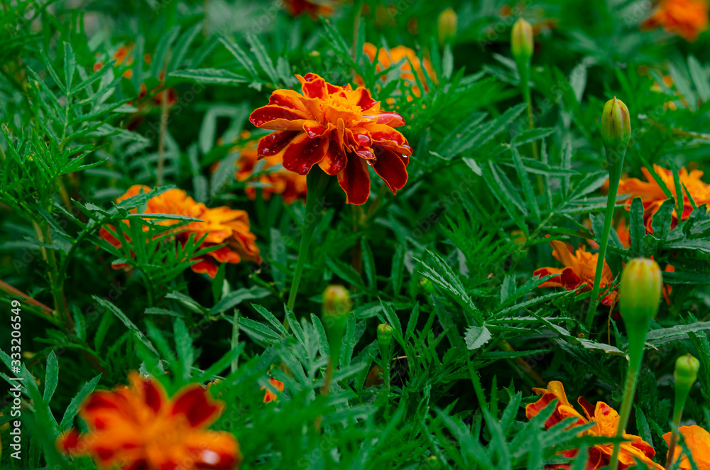 Orange flowers of velvets in raindrops grow on green bushes. Close-up Orange flowers of velvets in raindrops grow on green bushes. Close-up