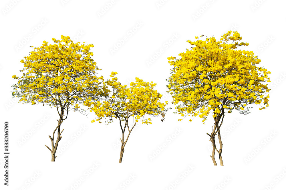 golden tree, yellow flowers tree, tabebuia isolated on white background. golden tree, yellow flowers tree, tabebuia isolated on white background.