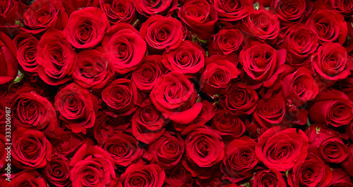 roses background