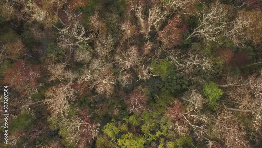 Aerial view slowly rising above and revealing a vast cypress wetland. Aerial view slowly rising above and revealing a vast cypress wetland.