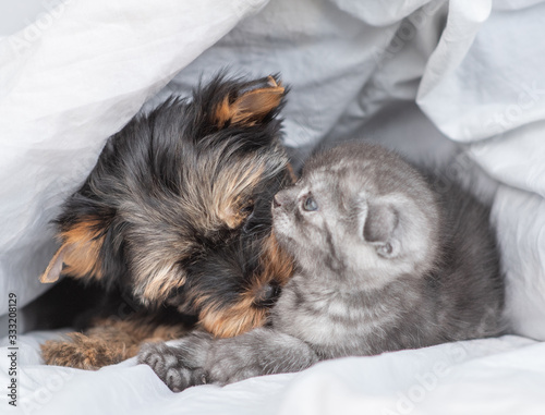 Playful Yorkshire Terrier puppy licking kitten under warm blanket