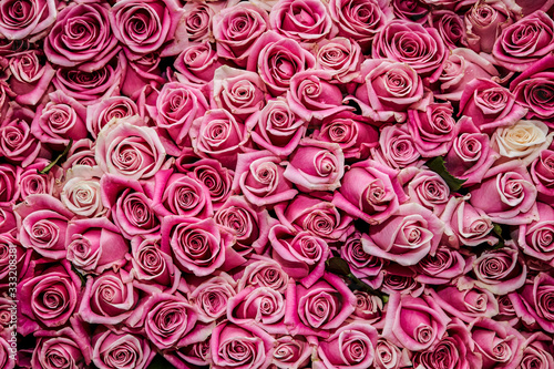 pink rose background