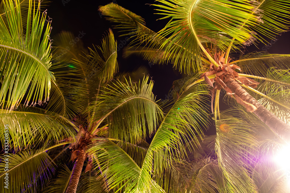 Large coconut palm leaves on the nature Large coconut palm leaves on the nature