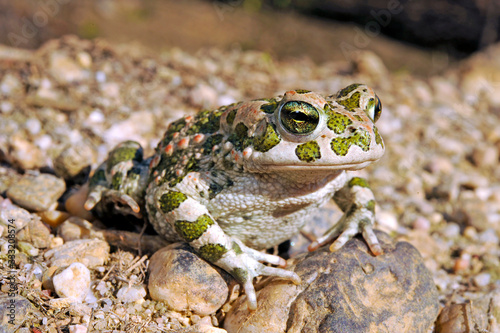 Wechselkröte / European green toad (Bufotes viridis) Deutschland / Germany