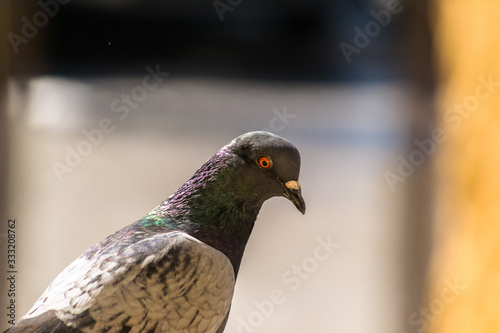 close-up photo of a pigeon with beautiful light from sun