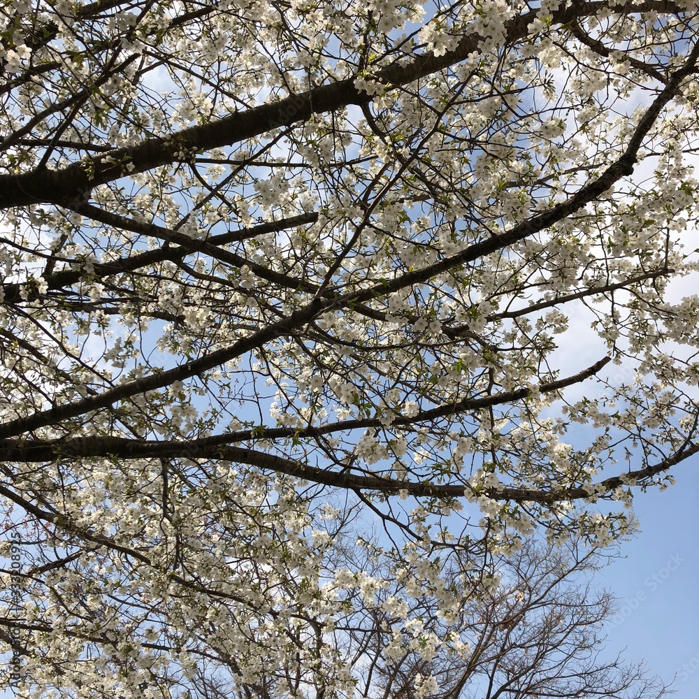 sweet white cherry blossom background wallpaper sweet white cherry blossom background wallpaper