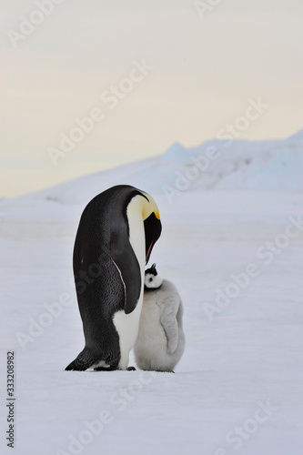 Emperor Penguin with chick