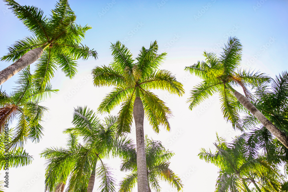 Beautiful palm trees against the blue sky Beautiful palm trees against the blue sky