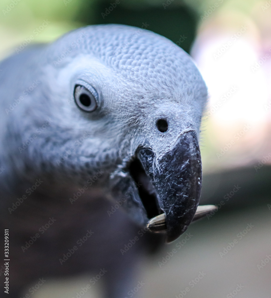Fototapeta premium A parrot eats a seed in the park.