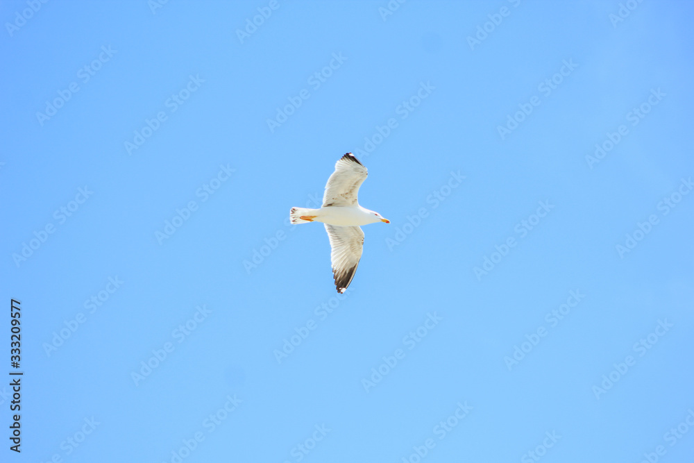 single seagull is flying in front of blue sky in Spain single seagull is flying in front of blue sky in Spain