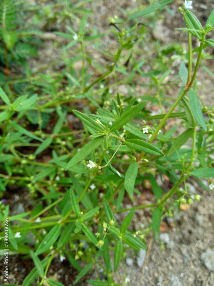 Hedyotis corymbosa in nature background. Useful in gastric irritability, nervous depression, liver complaints, tonsillitis, pharyngitis, bronchitis, pneumonia, mumps, appendicitis, hepatitis, ulcers Hedyotis corymbosa in nature background. Useful in gastric irritability, nervous depression, liver complaints, tonsillitis, pharyngitis, bronchitis, pneumonia, mumps, appendicitis, hepatitis, ulcers