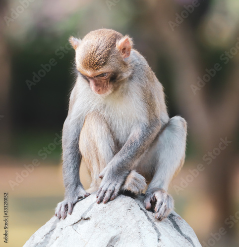 A monkey sits on a stone in a park © schankz