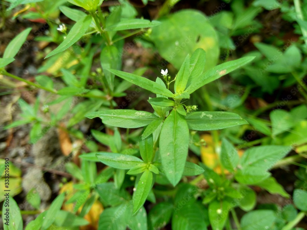 Hedyotis corymbosa in nature background. Useful in gastric irritability, nervous depression, liver complaints, tonsillitis, pharyngitis, bronchitis, pneumonia, mumps, appendicitis, hepatitis, ulcers