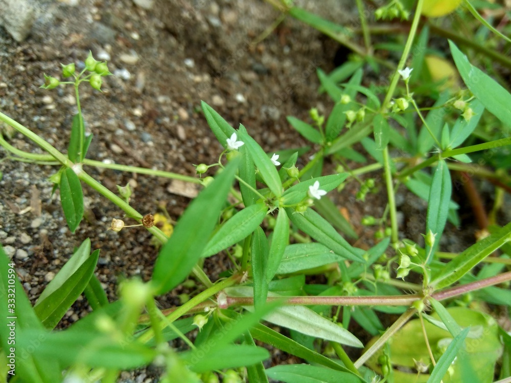 Hedyotis corymbosa in nature background. Useful in gastric irritability, nervous depression, liver complaints, tonsillitis, pharyngitis, bronchitis, pneumonia, mumps, appendicitis, hepatitis, ulcers