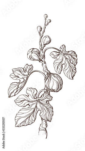 Figs branch. Vector nature tree, raw fruit. Sketch
