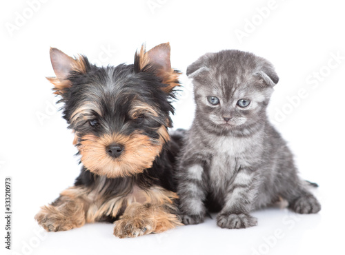 Yorkshire Terrier puppy lies with kitten in front view. Isolated on white background © Ermolaev Alexandr