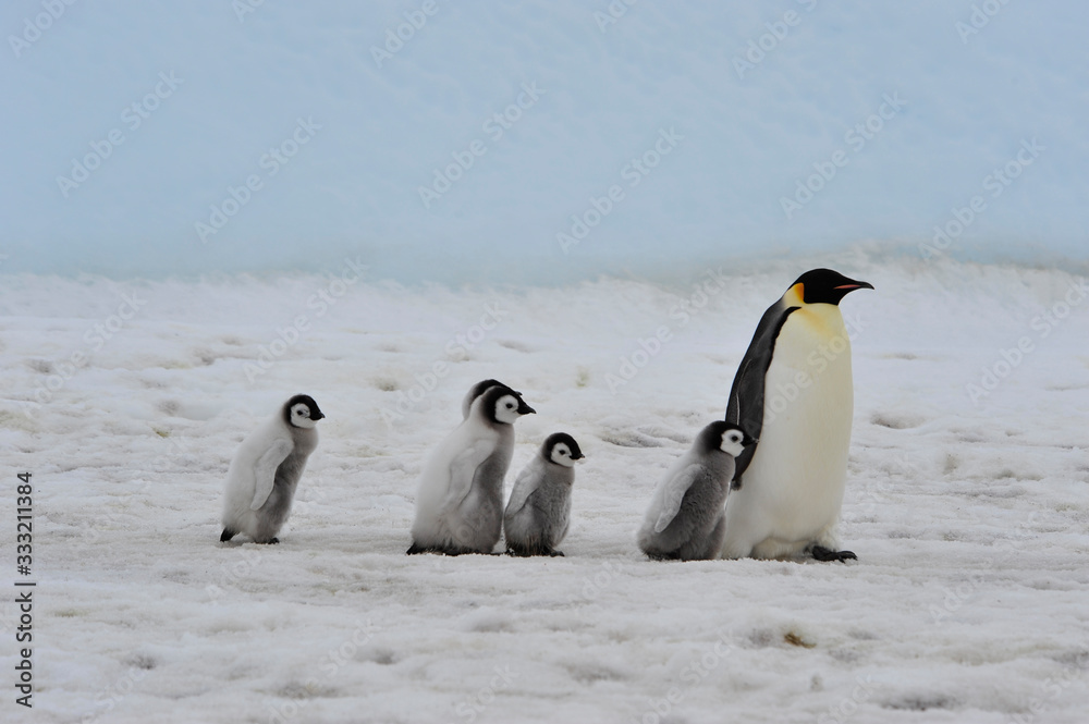 Obraz premium Emperor Penguins with chicks