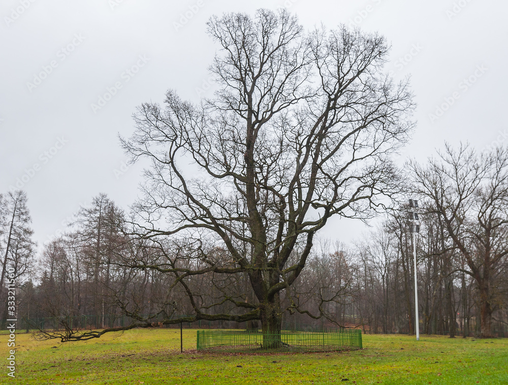 Fototapeta premium Gatchina in November.