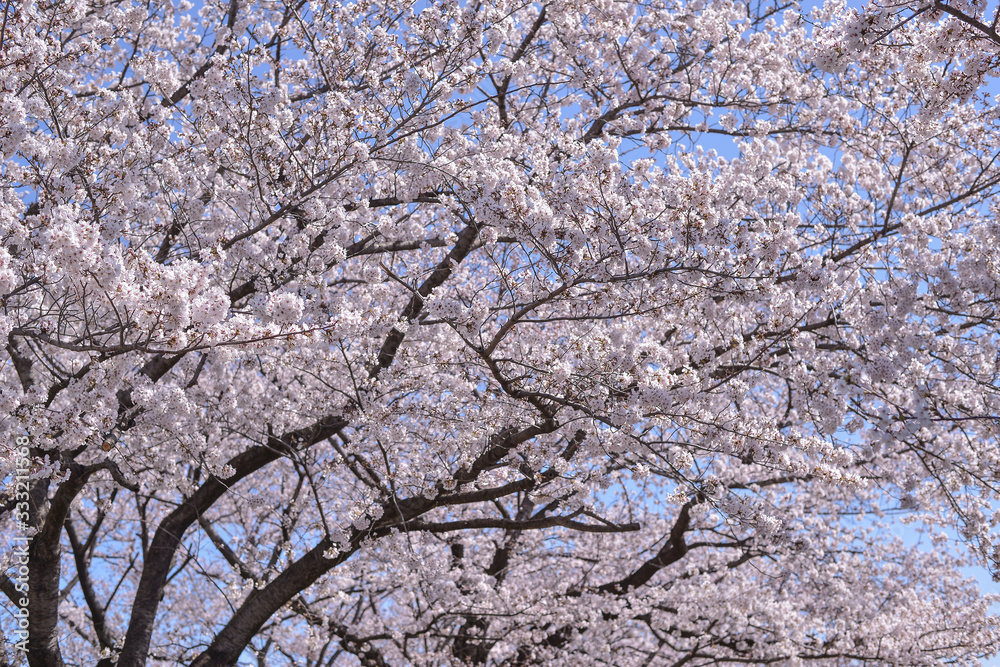 桜 桜