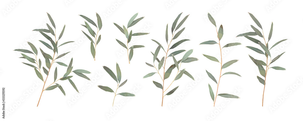 Set different branches of Eucalyptus radiata isolated on a white background. Vector illustration of greenery, foliage and natural leaves. Design element for floral composition and bunch - obrazy, fototapety, plakaty 