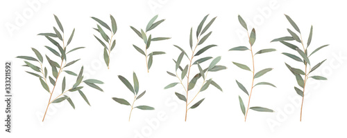 Set different branches of Eucalyptus radiata isolated on a white background. Vector illustration of greenery  foliage and natural leaves. Design element for floral composition and bunch