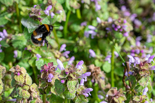Bumblebee collecting nectar pollen from red dead nettle flowers in early spring