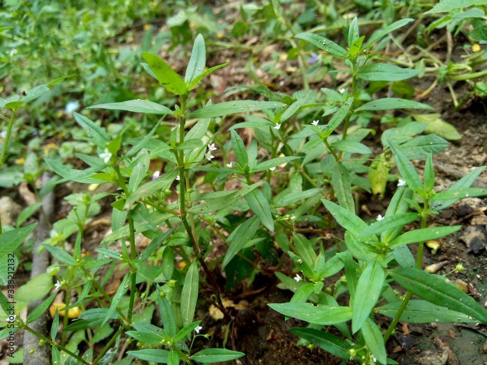 Hedyotis corymbosa in nature background. Useful in gastric irritability, nervous depression, liver complaints, tonsillitis, pharyngitis, bronchitis, pneumonia, mumps, appendicitis, hepatitis, ulcers Hedyotis corymbosa in nature background. Useful in gastric irritability, nervous depression, liver complaints, tonsillitis, pharyngitis, bronchitis, pneumonia, mumps, appendicitis, hepatitis, ulcers