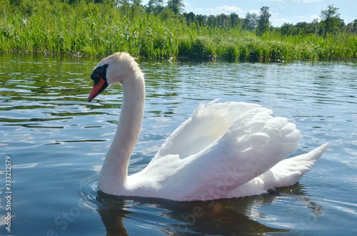 Fototapeta Naklejka Na Ścianę i Meble -  łabędź