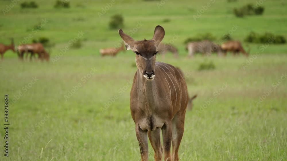 Female Kudu chewing and swallowing in Africa safari, herd in background, portrait, close up, selective focus Female Kudu chewing and swallowing in Africa safari, herd in background, portrait, close up, selective focus