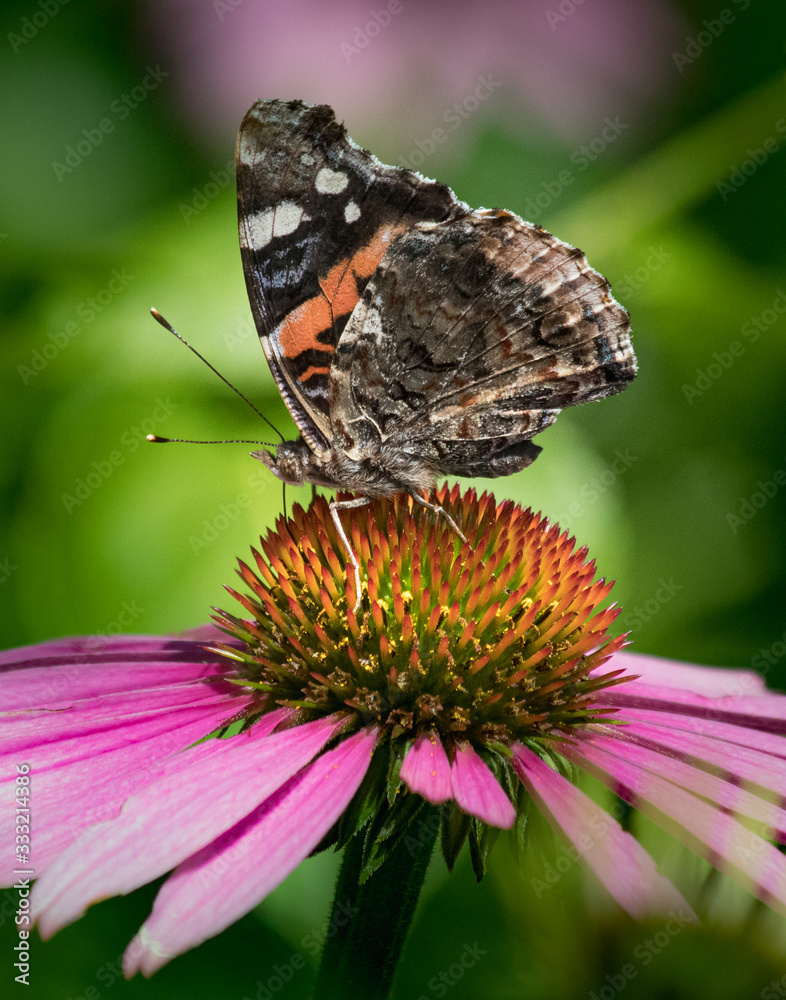 Silver-spotted skipper butterfly on an echinacea flower Silver-spotted skipper butterfly on an echinacea flower