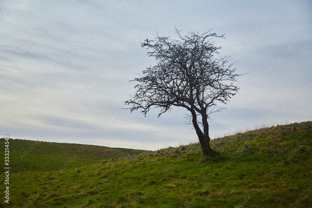 A solitary tree in a field in the Phoenix Park, Dublin, Ireland