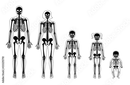 Human skeleton of different ages 