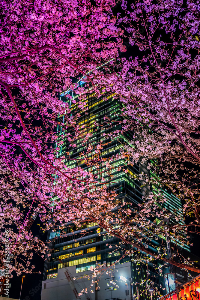 Obraz premium 東京 渋谷 夜桜と高層ビル ~ Tokyo Shibuya night cherry blossoms and skyscrapers ~